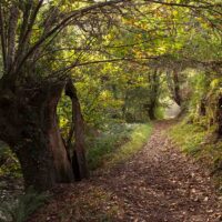 Los mejores bosques de Asturias en otoño