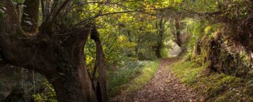 Los mejores bosques de Asturias en otoño