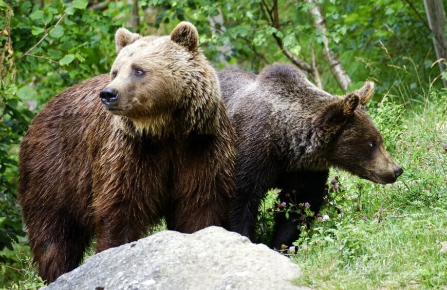La ruta del oso: para ver osos de verdad y a una hora de Avilés